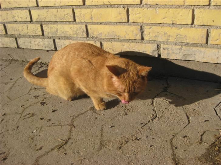 Huskat                  Allan <3 - skal jeg også slikke dig om munden? :D billede 13