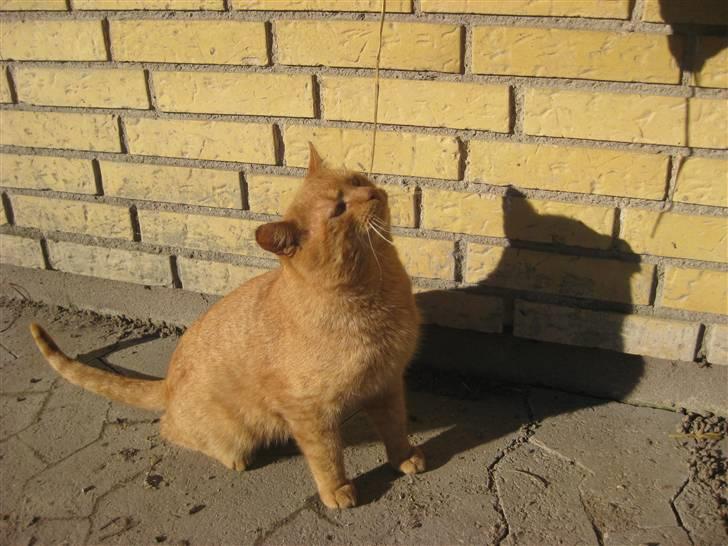 Huskat                  Allan <3 - uh, hvad er det? :D billede 14