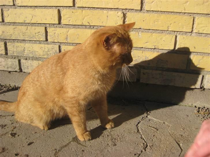 Huskat                  Allan <3 - jeg kan ikke kigge, ellers for jeg solen i øjnene.. :P billede 15