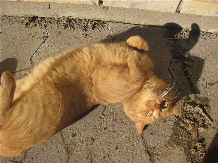 Huskat                  Allan <3 - heej, er jeg da ikke charmerende? :=) billede 16