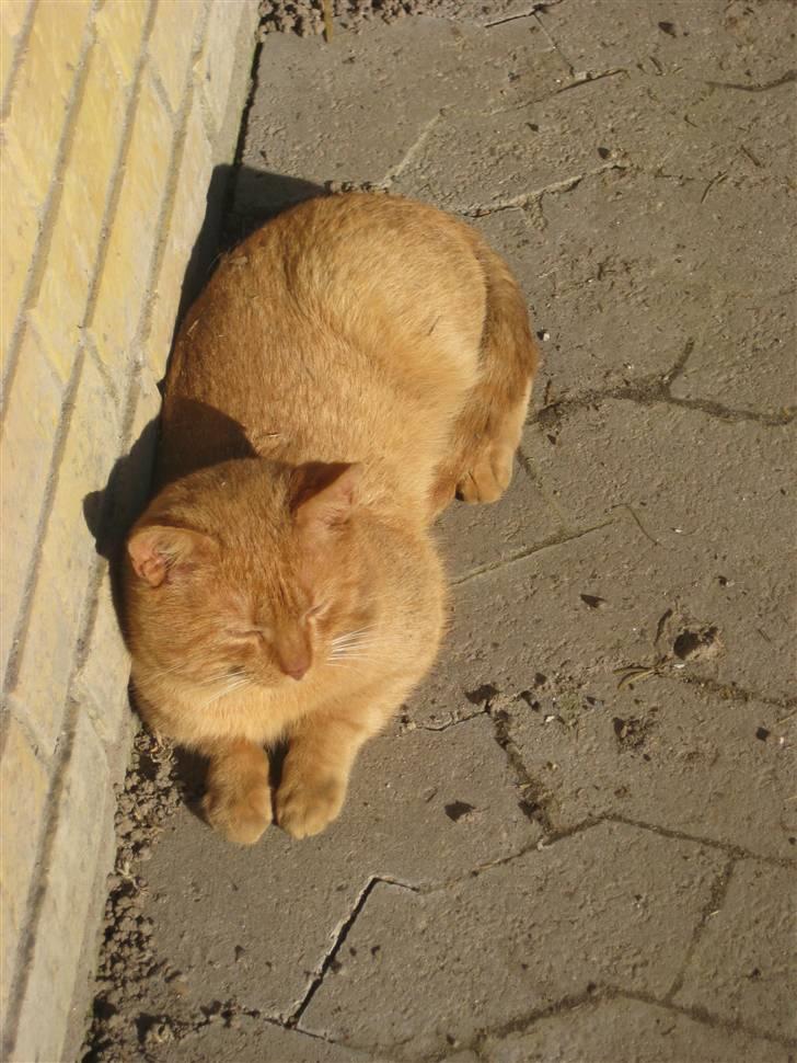 Huskat                  Allan <3 - tager lige en slapper ik´? :P billede 17