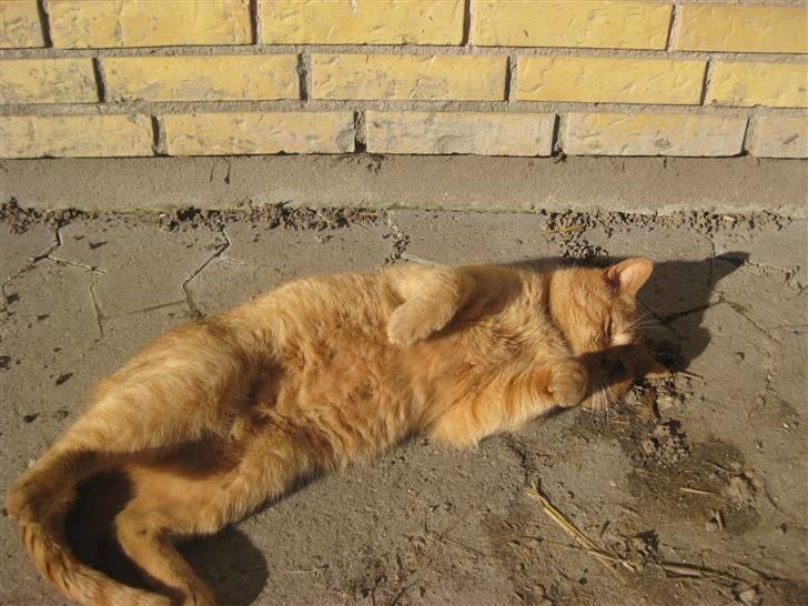 Huskat                  Allan <3 - Rulle, = det bedste man kan om sommeren. <3 billede 18