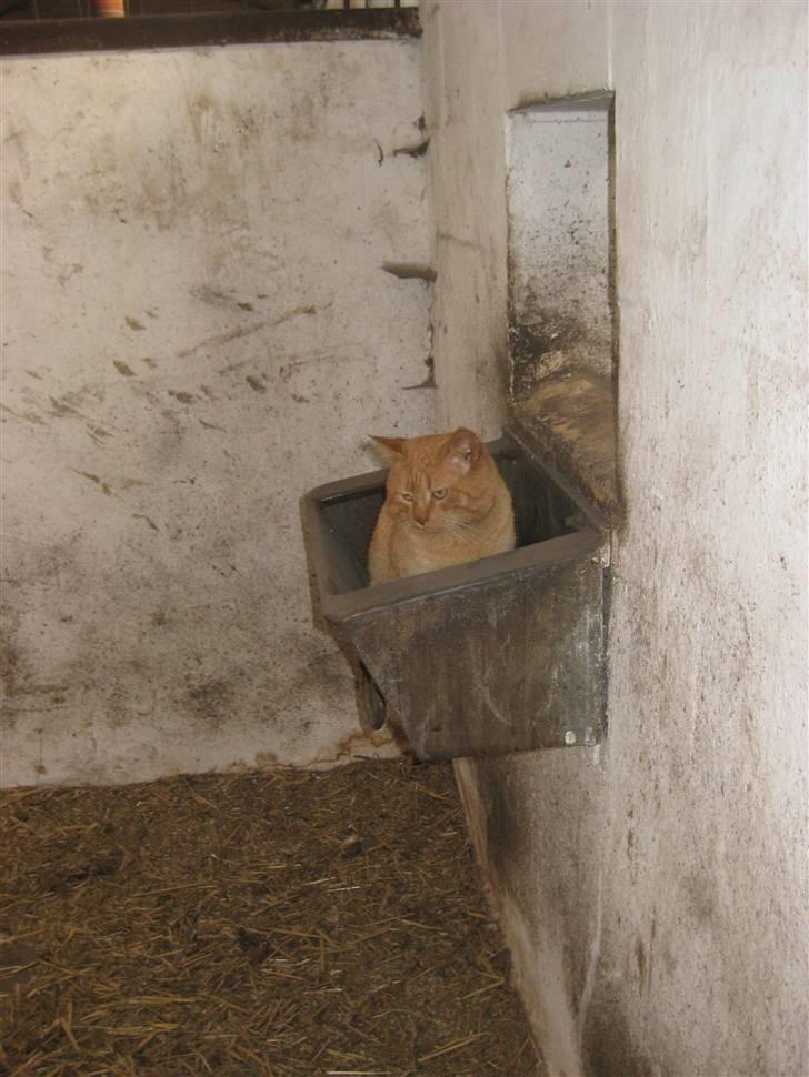 Huskat                  Allan <3 - elsker at sidde i krybben. Engang var der bare også et håndklæde i, og der havde jeg også min mor og bror :´( billede 19