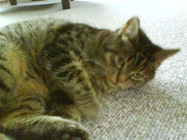 Huskat Lille keld >R.I.P<  - 1# Lille Keld du er den bedste kat jeg har haft<3 Foto. Signe (mig) billede 2
