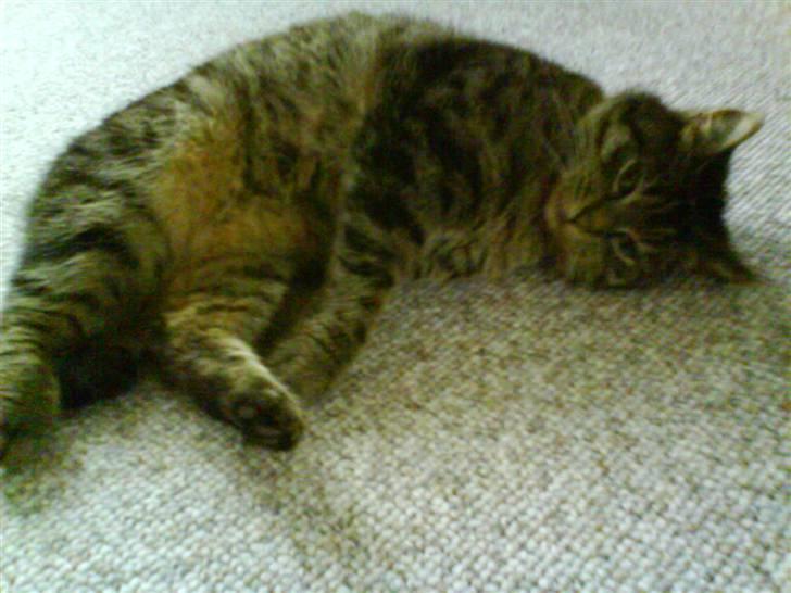 Huskat Lille keld >R.I.P<  - 2# Lille Keld ligger og gasser den på gulvet<3 Foto. Signe (mig) billede 3