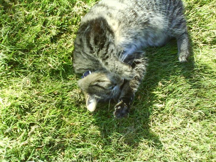 Huskat Lille keld >R.I.P<  - 3# Nårhh jeg elsker dig<3 din lille missekat<3 Foto. Signe (mig) billede 4