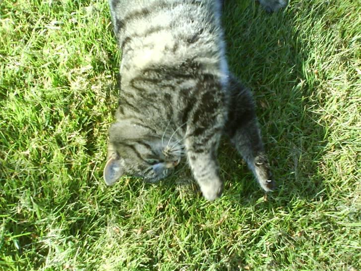 Huskat Lille keld >R.I.P<  - 4# Jeg vil altid elske dig<3 Foto. Signe (mig) billede 5