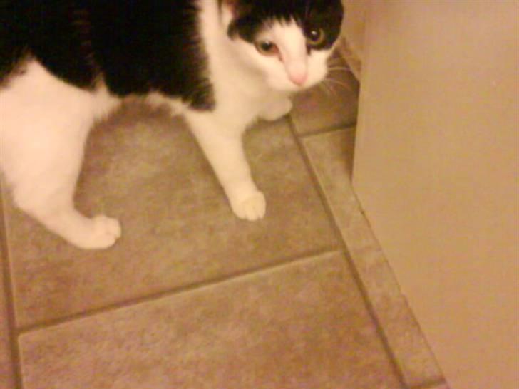 Huskat Minnie billede 1