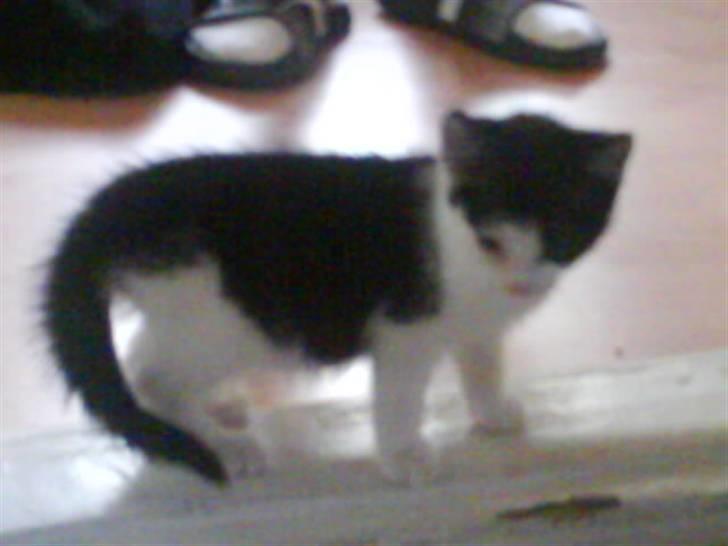 Huskat Minnie - Killing.. 10 uger gammel og meget nysgerrig. billede 2