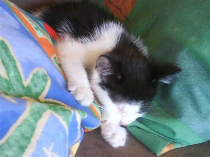 Huskat Minnie - Det er hårdt at være på eventyr.. 10 uger gammel.. billede 3