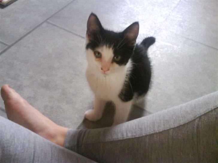 Huskat Minnie billede 4