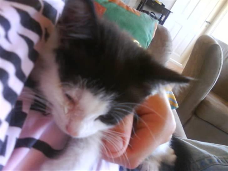 Huskat Minnie billede 5