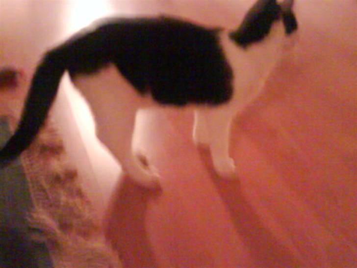 Huskat Minnie billede 6