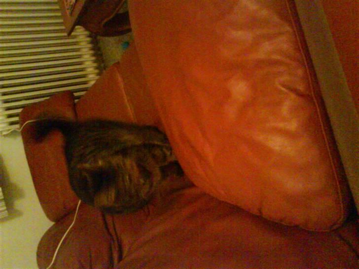 Huskat Lille keld >R.I.P<  - 5#Lille Keld er på vej over til mig i sofaen<3 Foto. Signe (mig) billede 6