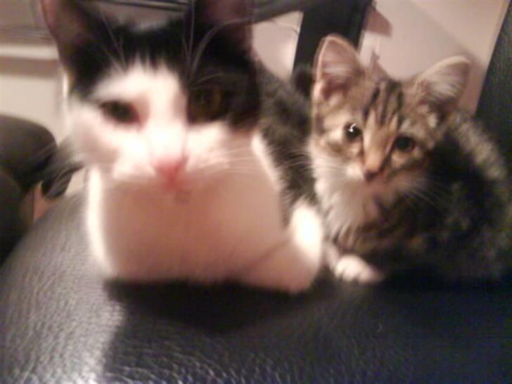 Huskat Minnie billede 8