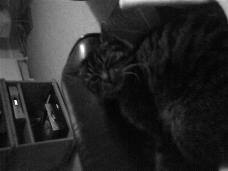 Huskat Lille keld >R.I.P<  - 6# Her ligger Lille Keld sammen med mig i en stol<3 Foto. Signe (mig) billede 7
