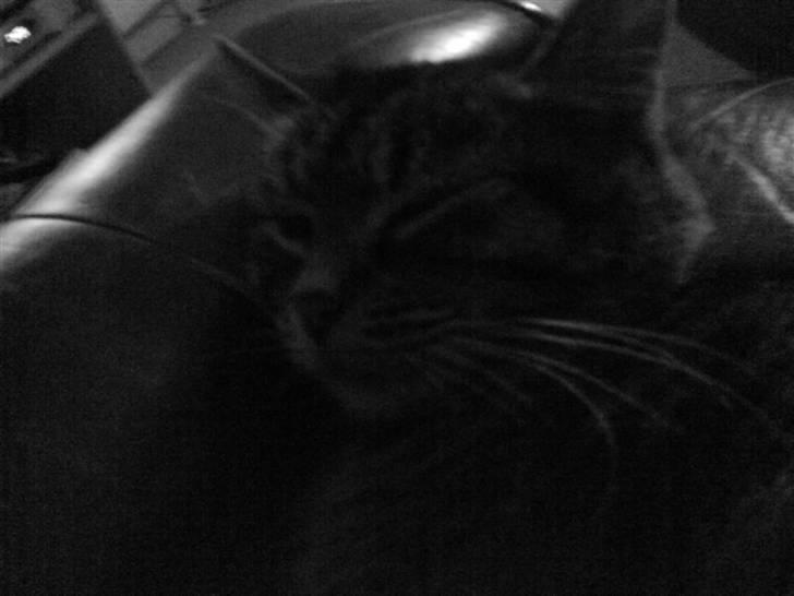Huskat Lille keld >R.I.P<  - 7# Nårhh hvor er du dov SØD<3 Foto. Signe (mig) billede 8