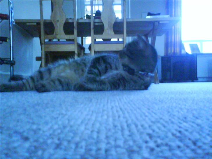 Huskat Lille keld >R.I.P<  - 8# Nårhh hvor er du dov SØD<3 Foto. Signe (mig) billede 9