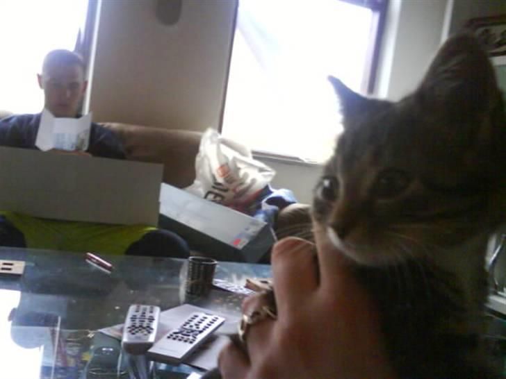 Huskat Mickey billede 1