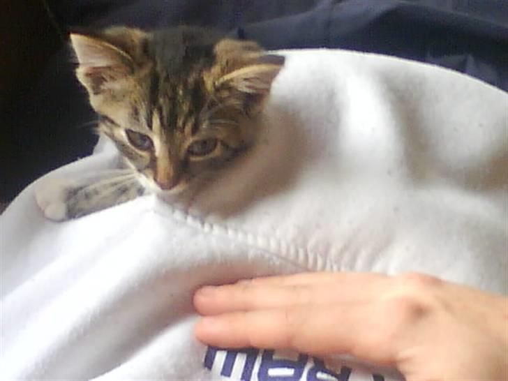 Huskat Mickey - Hehe han elsker at ligge der. :) billede 3