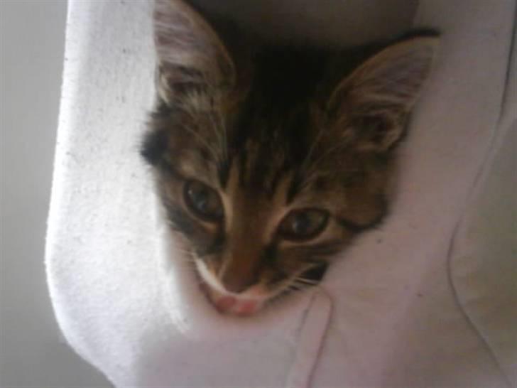 Huskat Mickey billede 4