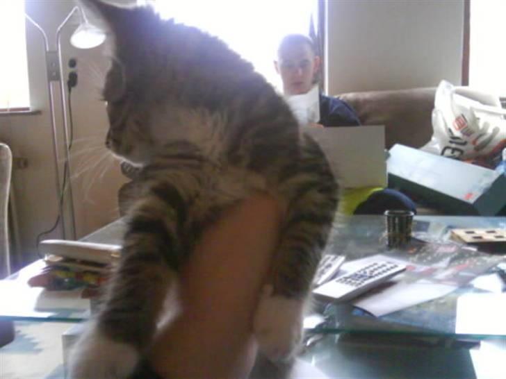 Huskat Mickey billede 5