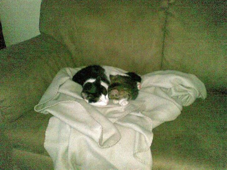 Huskat Mickey billede 6