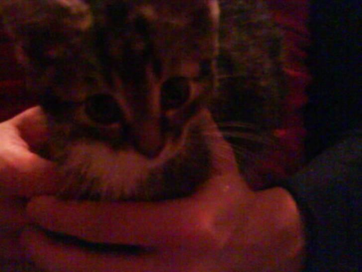 Huskat Mickey billede 8