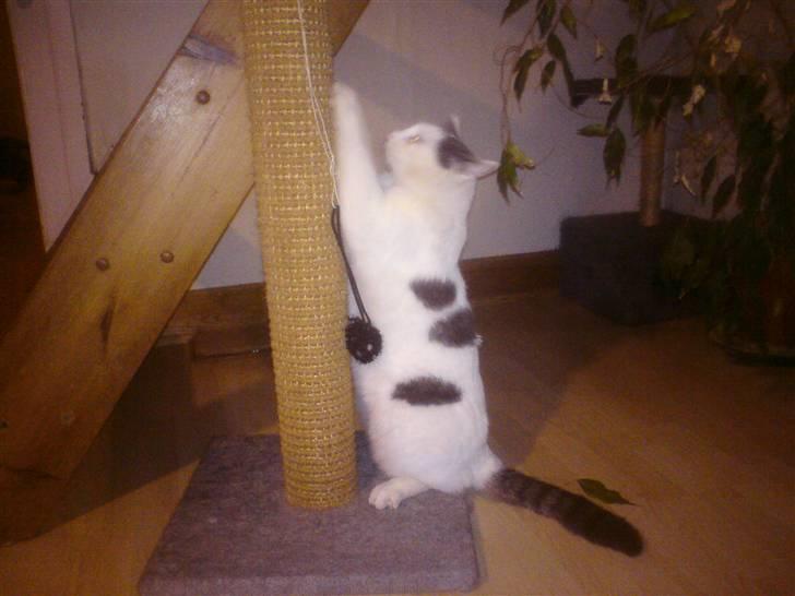 Blanding af racer Viggo billede 1