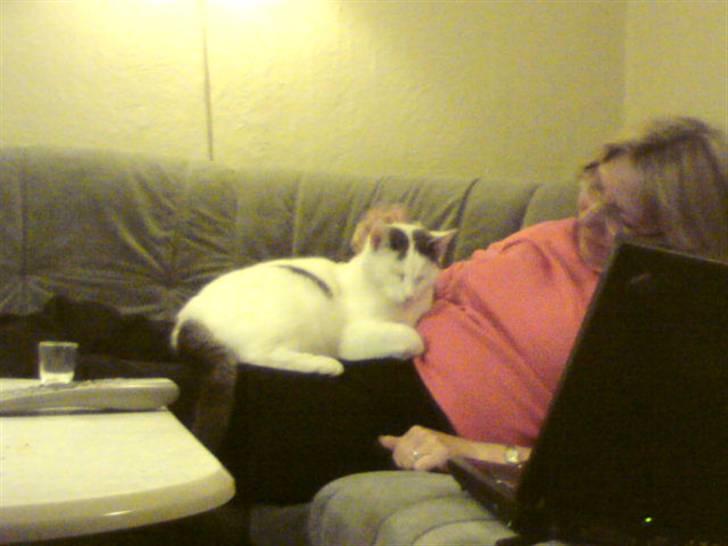 Blanding af racer Viggo billede 2