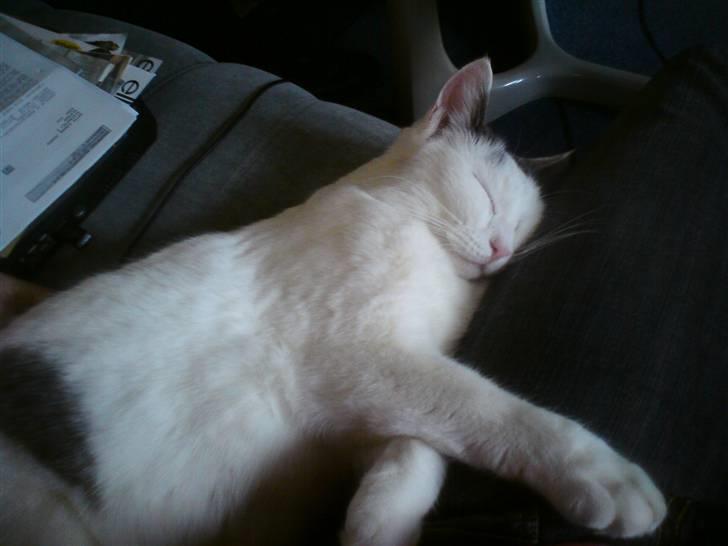 Blanding af racer Viggo billede 3