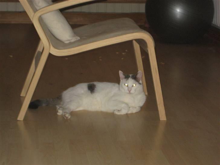 Blanding af racer Viggo billede 4