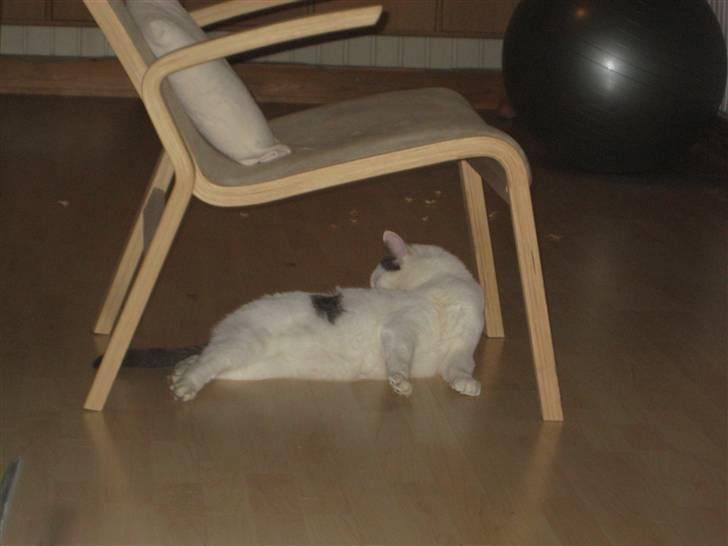 Blanding af racer Viggo billede 5