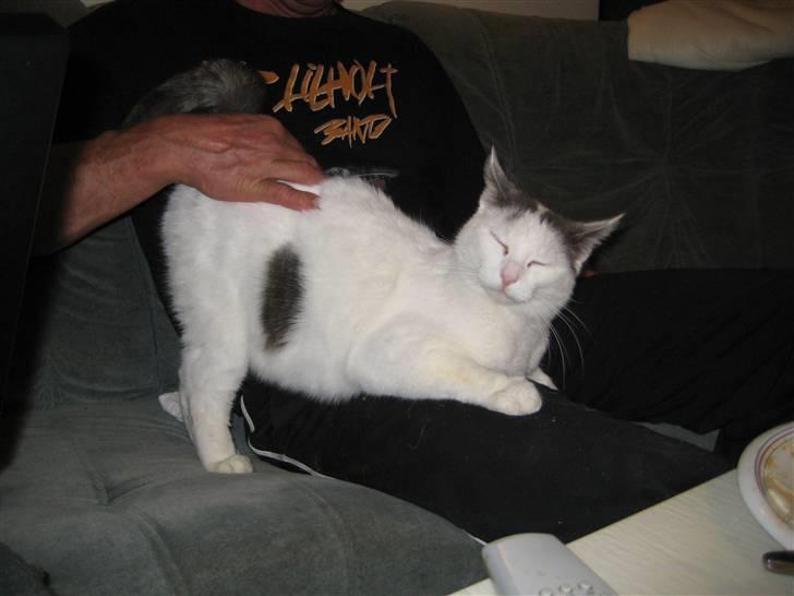 Blanding af racer Viggo billede 6