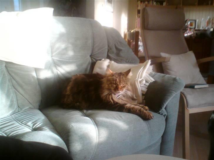 Maine Coon Lykken's Felicia billede 1