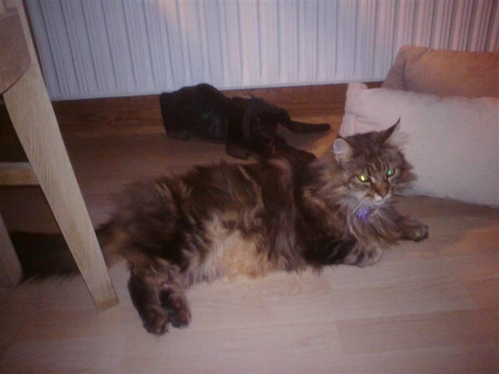 Maine Coon Lykken's Felicia billede 2