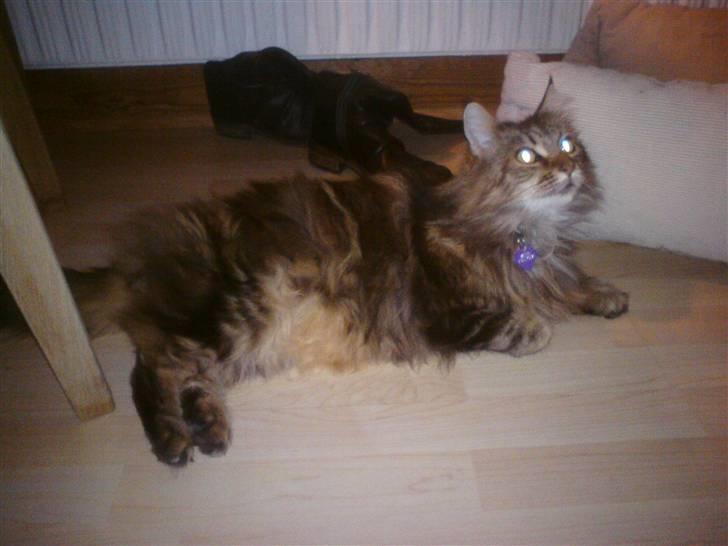 Maine Coon Lykken's Felicia billede 3