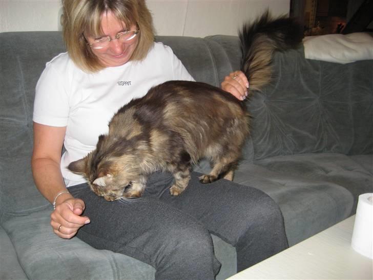 Maine Coon Lykken's Felicia billede 6