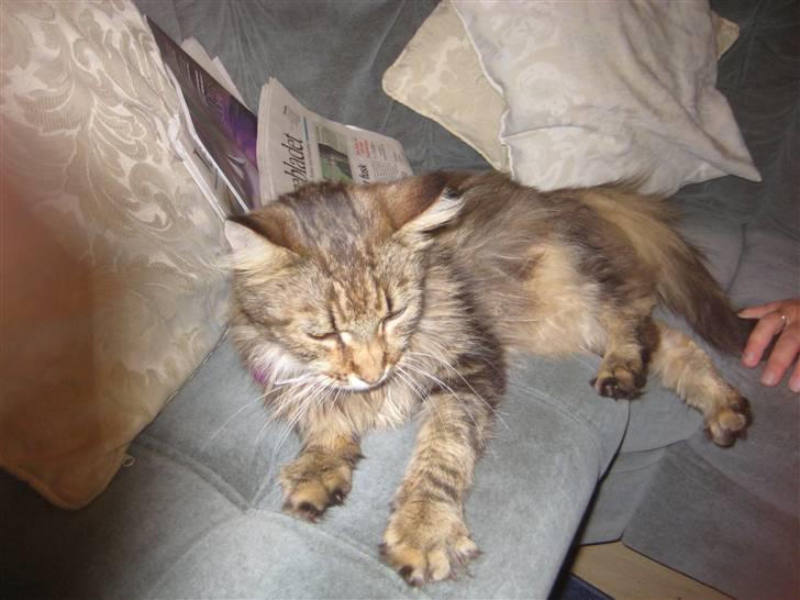 Maine Coon Lykken's Felicia billede 7