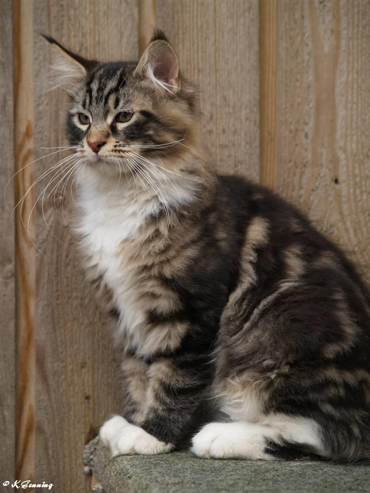 Maine Coon Valdemar død den. 16.11.16 - Her er jeg så...:o) billede 1