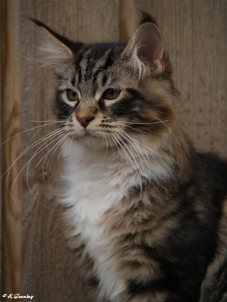 Maine Coon Valdemar død den. 16.11.16 billede 2