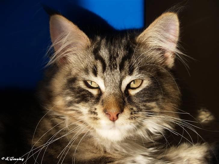 Maine Coon Valdemar død den. 16.11.16 - Close up.. billede 3