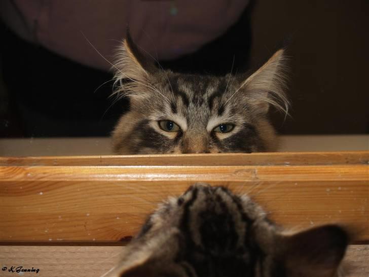 Maine Coon Valdemar død den. 16.11.16 - What??? Andre katte??? billede 4