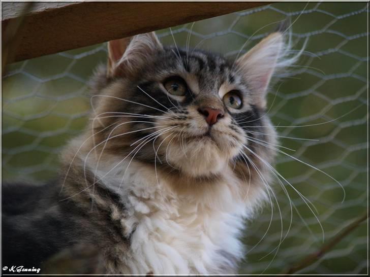 Maine Coon Valdemar død den. 16.11.16 - Dejligt at være ude i løbegården i mit fødehjem.. billede 5