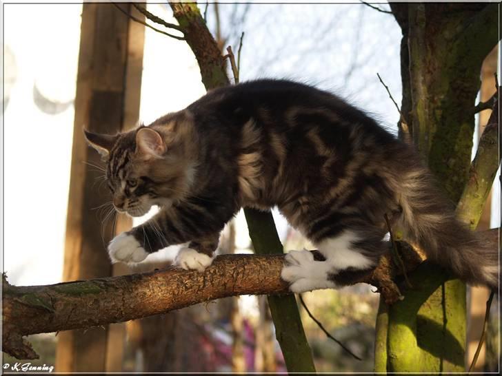 Maine Coon Valdemar død den. 16.11.16 - Hvem har smurt brunsæbe på denne gren? billede 8