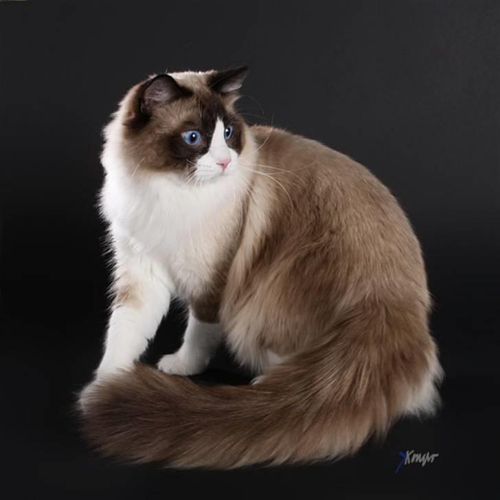 Ragdoll S*Chorotegas Victor Hugo billede 4