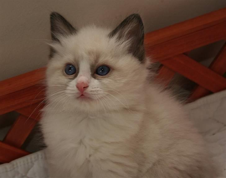 Ragdoll S*Chorotegas Victor Hugo billede 5