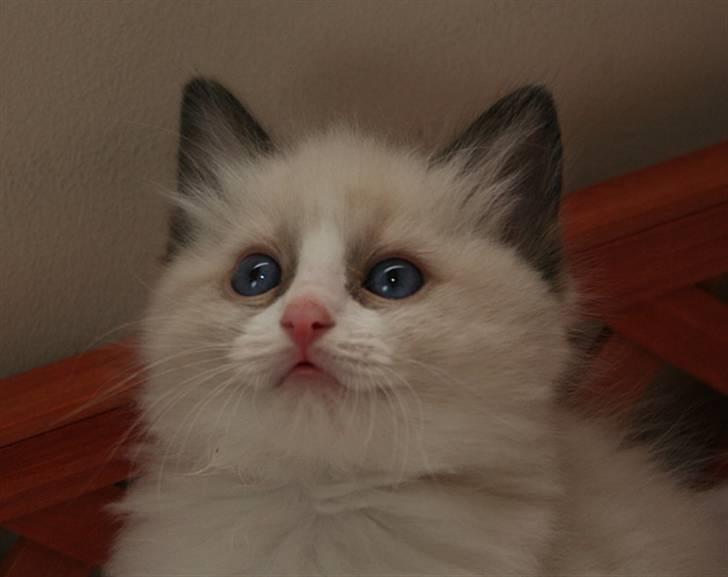 Ragdoll S*Chorotegas Victor Hugo billede 6