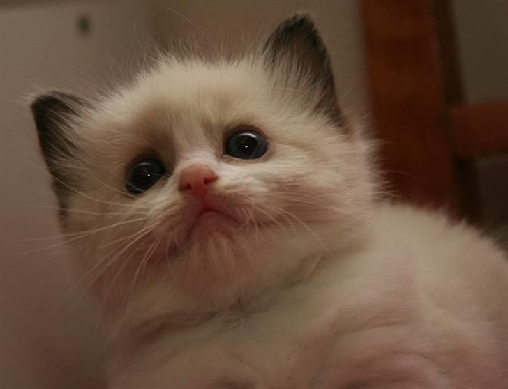 Ragdoll S*Chorotegas Victor Hugo billede 8