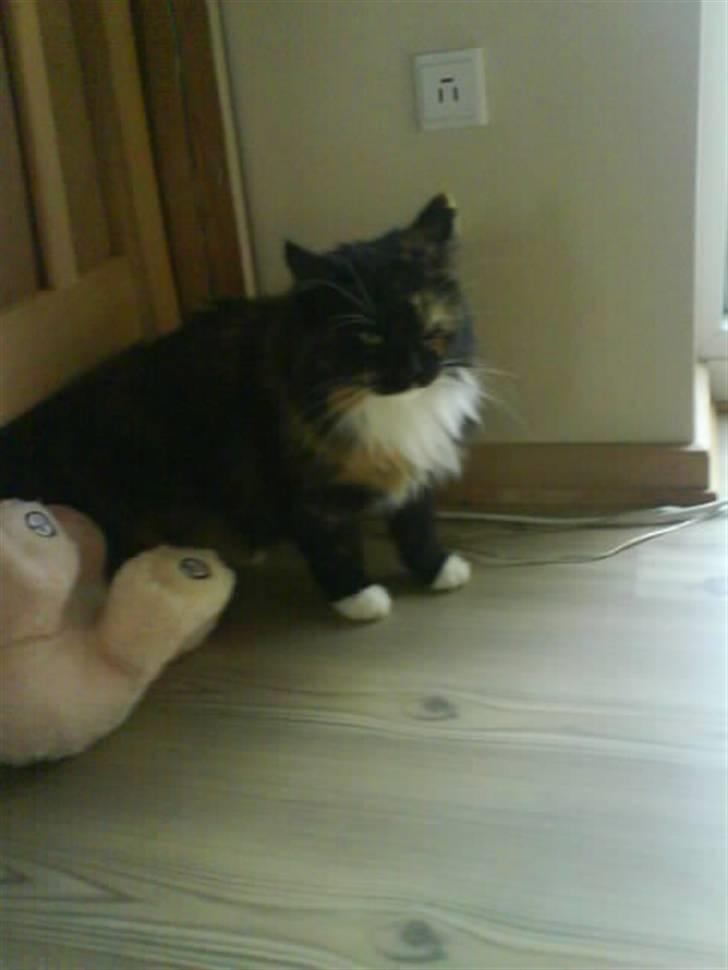 Maine Coon  ¤ Yasmin ¤  - Velkommen til min profil :)  billede 1